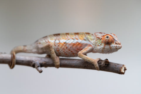 Holdbacks/Individuals: Ambilobe Offspring from "Lahiaivo-vorondolo" (AKA Son Owl) x "Volamena-vovoka" (AKA Gold Dust) - Hatched June - July 2025 - Male #1