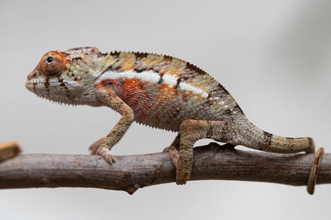 Holdbacks/Individuals: Ambilobe Offspring from "Lahiaivo-vorondolo" (AKA Son Owl) x "Volamena-vovoka" (AKA Gold Dust) - Hatched June - July 2025 - Male #1