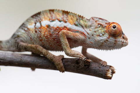 Holdbacks/Individuals: Ambilobe Offspring from "Lahiaivo-vorondolo" (AKA Son Owl) x "Volamena-vovoka" (AKA Gold Dust) - Hatched June - July 2025 - Male #1