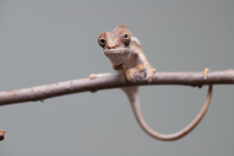 Holdbacks/Individuals: Ambilobe Offspring from "Lahiaivo-vorondolo" (AKA Son Owl) x "Volamena-vovoka" (AKA Gold Dust) - Hatched June/July 2025 - Male #2
