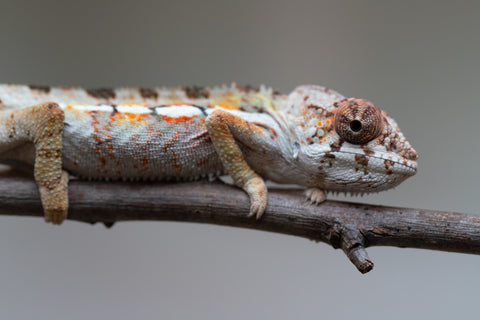 Holdbacks/Individuals: Ambilobe Offspring from "Lahiaivo-vorondolo" (AKA Son Owl) x "Volamena-vovoka" (AKA Gold Dust) - Hatched June/July 2025 - Male #2