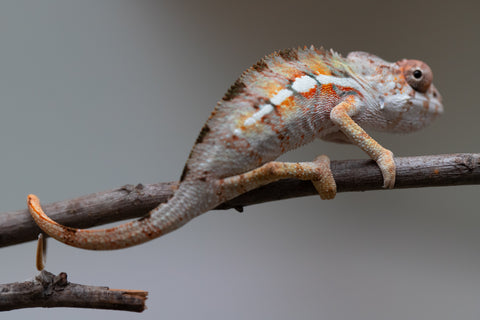 Holdbacks/Individuals: Ambilobe Offspring from "Lahiaivo-vorondolo" (AKA Son Owl) x "Volamena-vovoka" (AKA Gold Dust) - Hatched June/July 2025 - Male #2