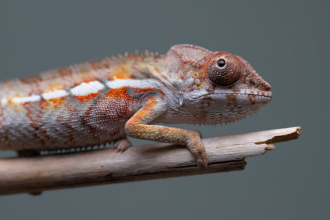 Holdbacks/Individuals: Ambilobe Offspring from "Lahiaivo-vorondolo" (AKA Son Owl) x "Volamena-vovoka" (AKA Gold Dust) - Hatched June/July 2025 - Male #2