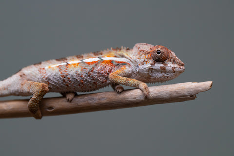 Holdbacks/Individuals: Ambilobe Offspring from "Lahiaivo-vorondolo" (AKA Son Owl) x "Volamena-vovoka" (AKA Gold Dust) - Hatched June/July 2025 - Male #2