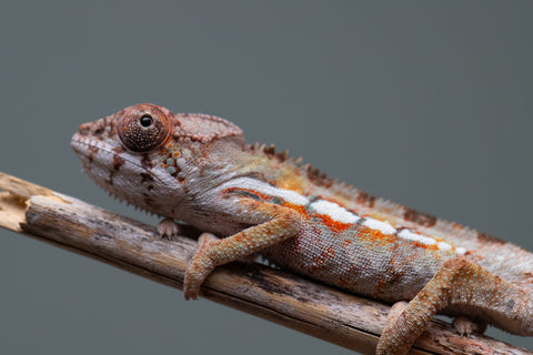 Holdbacks/Individuals: Ambilobe Offspring from "Lahiaivo-vorondolo" (AKA Son Owl) x "Volamena-vovoka" (AKA Gold Dust) - Hatched June/July 2025 - Male #2