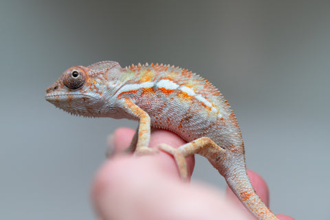 Holdbacks/Individuals: Ambilobe Offspring from "Lahiaivo-vorondolo" (AKA Son Owl) x "Volamena-vovoka" (AKA Gold Dust) - Hatched June/July 2025 - Male #2