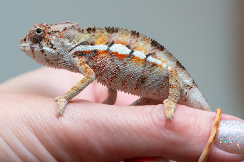 Holdbacks/Individuals: Ambilobe Offspring from "Lahiaivo-vorondolo" (AKA Son Owl) x "Volamena-vovoka" (AKA Gold Dust) - Hatched June/July 2025 - Male #2