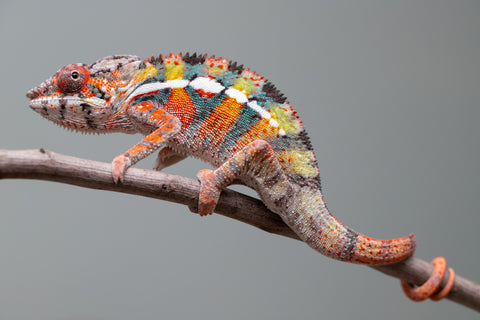 Holdbacks/Individuals: Ambilobe Offspring from "Lahiaivo-vorondolo" (AKA Son Owl) x "Volamena-vovoka" (AKA Gold Dust) - Hatched June/July 2025 - Male #2