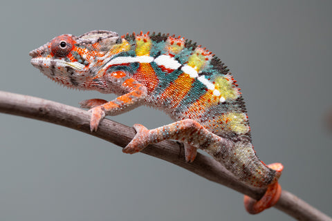 Holdbacks/Individuals: Ambilobe Offspring from "Lahiaivo-vorondolo" (AKA Son Owl) x "Volamena-vovoka" (AKA Gold Dust) - Hatched June/July 2025 - Male #2