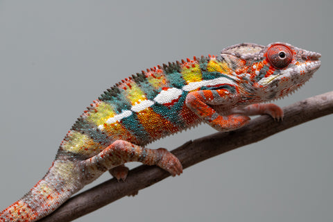 Holdbacks/Individuals: Ambilobe Offspring from "Lahiaivo-vorondolo" (AKA Son Owl) x "Volamena-vovoka" (AKA Gold Dust) - Hatched June/July 2025 - Male #2