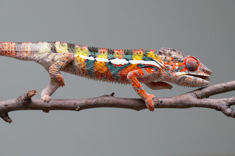 Holdbacks/Individuals: Ambilobe Offspring from "Lahiaivo-vorondolo" (AKA Son Owl) x "Volamena-vovoka" (AKA Gold Dust) - Hatched June/July 2025 - Male #2