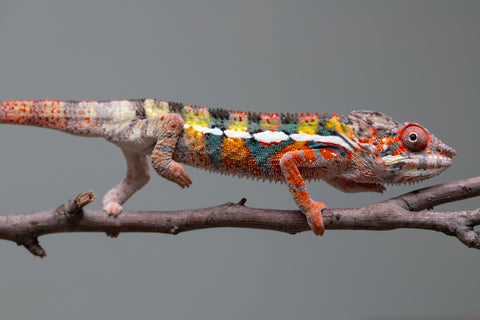 Holdbacks/Individuals: Ambilobe Offspring from "Lahiaivo-vorondolo" (AKA Son Owl) x "Volamena-vovoka" (AKA Gold Dust) - Hatched June/July 2025 - Male #2