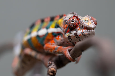 Holdbacks/Individuals: Ambilobe Offspring from "Lahiaivo-vorondolo" (AKA Son Owl) x "Volamena-vovoka" (AKA Gold Dust) - Hatched June/July 2025 - Male #2