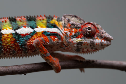 Holdbacks/Individuals: Ambilobe Offspring from "Lahiaivo-vorondolo" (AKA Son Owl) x "Volamena-vovoka" (AKA Gold Dust) - Hatched June/July 2025 - Male #2