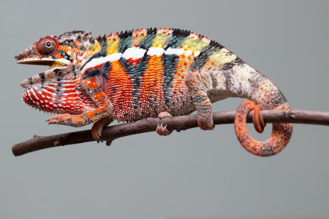 Holdbacks/Individuals: Ambilobe Offspring from "Lahiaivo-vorondolo" (AKA Son Owl) x "Volamena-vovoka" (AKA Gold Dust) - Hatched June/July 2025 - Male #2