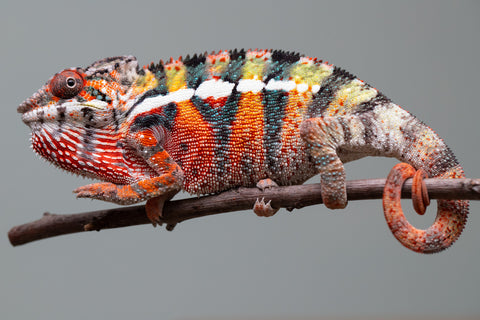 Holdbacks/Individuals: Ambilobe Offspring from "Lahiaivo-vorondolo" (AKA Son Owl) x "Volamena-vovoka" (AKA Gold Dust) - Hatched June/July 2025 - Male #2