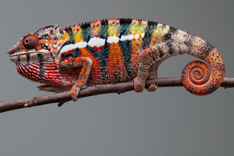 Holdbacks/Individuals: Ambilobe Offspring from "Lahiaivo-vorondolo" (AKA Son Owl) x "Volamena-vovoka" (AKA Gold Dust) - Hatched June/July 2025 - Male #2