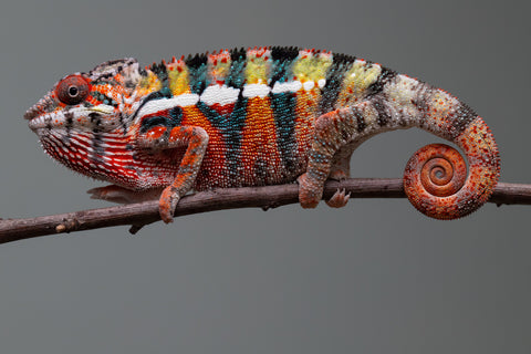 Holdbacks/Individuals: Ambilobe Offspring from "Lahiaivo-vorondolo" (AKA Son Owl) x "Volamena-vovoka" (AKA Gold Dust) - Hatched June/July 2025 - Male #2