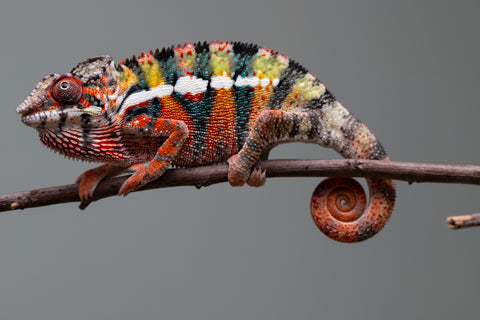 Holdbacks/Individuals: Ambilobe Offspring from "Lahiaivo-vorondolo" (AKA Son Owl) x "Volamena-vovoka" (AKA Gold Dust) - Hatched June/July 2025 - Male #2