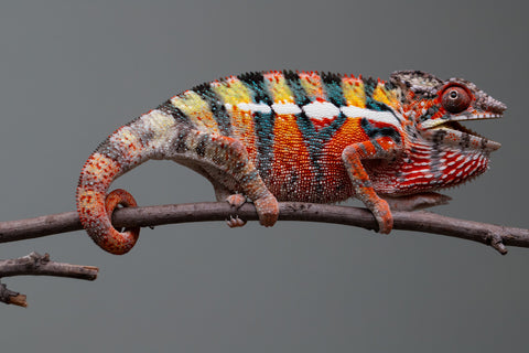 Holdbacks/Individuals: Ambilobe Offspring from "Lahiaivo-vorondolo" (AKA Son Owl) x "Volamena-vovoka" (AKA Gold Dust) - Hatched June/July 2025 - Male #2