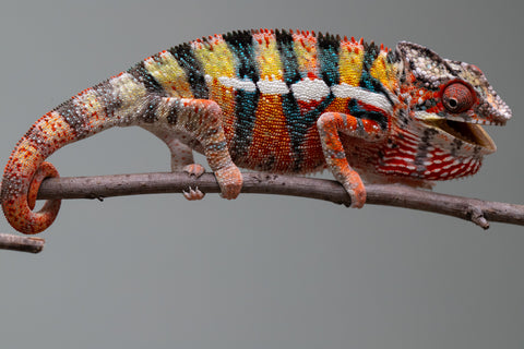 Holdbacks/Individuals: Ambilobe Offspring from "Lahiaivo-vorondolo" (AKA Son Owl) x "Volamena-vovoka" (AKA Gold Dust) - Hatched June/July 2025 - Male #2