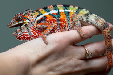 Holdbacks/Individuals: Ambilobe Offspring from "Lahiaivo-vorondolo" (AKA Son Owl) x "Volamena-vovoka" (AKA Gold Dust) - Hatched June/July 2025 - Male #2