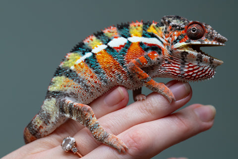 Holdbacks/Individuals: Ambilobe Offspring from "Lahiaivo-vorondolo" (AKA Son Owl) x "Volamena-vovoka" (AKA Gold Dust) - Hatched June/July 2025 - Male #2