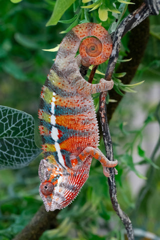 Holdbacks/Individuals: Ambilobe Offspring from "Lahiaivo-vorondolo" (AKA Son Owl) x "Volamena-vovoka" (AKA Gold Dust) - Hatched June/July 2025 - Male #2