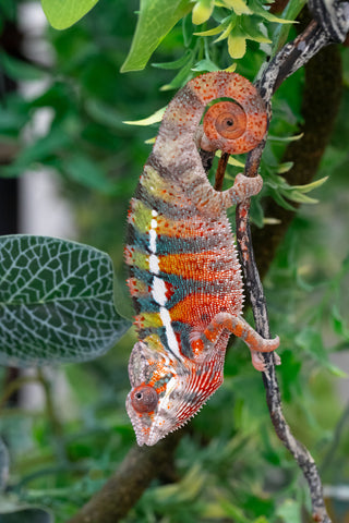 Holdbacks/Individuals: Ambilobe Offspring from "Lahiaivo-vorondolo" (AKA Son Owl) x "Volamena-vovoka" (AKA Gold Dust) - Hatched June/July 2025 - Male #2