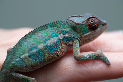 Holdbacks/Individuals: Ambilobe Offspring from "Lahiaivo-vorondolo" (AKA Son Owl) x "Volamena-vovoka" (AKA Gold Dust) - Hatched June/July 2025 - Male #3