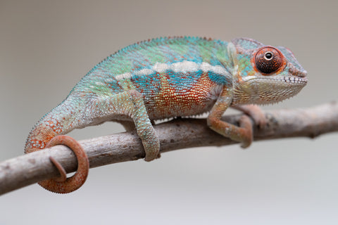 Holdbacks/Individuals: Ambilobe Offspring from "Lahiaivo-vorondolo" (AKA Son Owl) x "Volamena-vovoka" (AKA Gold Dust) - Hatched June/July 2025 - Male #3