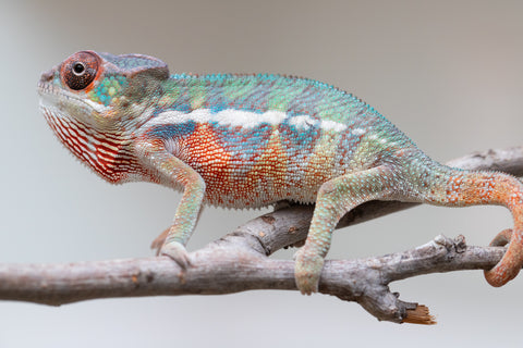 Holdbacks/Individuals: Ambilobe Offspring from "Lahiaivo-vorondolo" (AKA Son Owl) x "Volamena-vovoka" (AKA Gold Dust) - Hatched June/July 2025 - Male #3