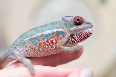 Holdbacks/Individuals: Ambilobe Offspring from "Lahiaivo-vorondolo" (AKA Son Owl) x "Volamena-vovoka" (AKA Gold Dust) - Hatched June/July 2025 - Male #3