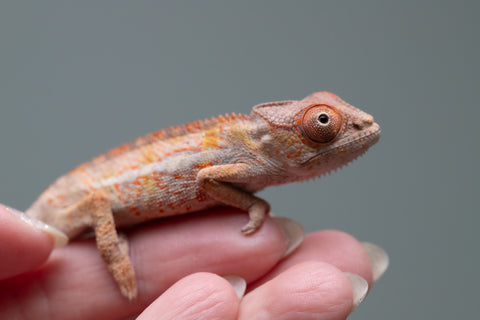 Holdbacks/Individuals: Ambilobe Offspring from "Lahiaivo-vorondolo" (AKA Son Owl) x "Volamena-vovoka" (AKA Gold Dust) - Hatched June/July 2025 - Male #5