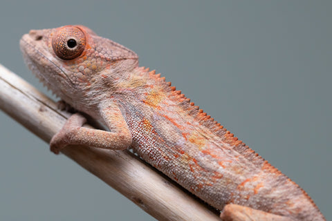 Holdbacks/Individuals: Ambilobe Offspring from "Lahiaivo-vorondolo" (AKA Son Owl) x "Volamena-vovoka" (AKA Gold Dust) - Hatched June/July 2025 - Male #5