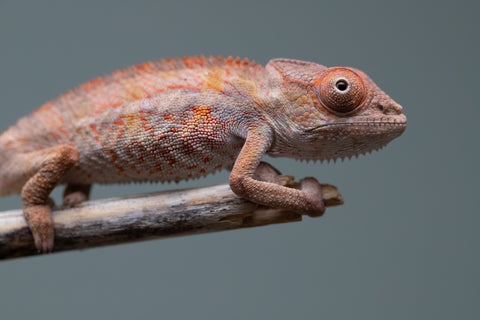 Holdbacks/Individuals: Ambilobe Offspring from "Lahiaivo-vorondolo" (AKA Son Owl) x "Volamena-vovoka" (AKA Gold Dust) - Hatched June/July 2025 - Male #5