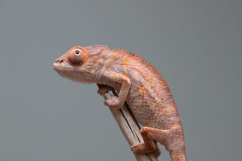 Holdbacks/Individuals: Ambilobe Offspring from "Lahiaivo-vorondolo" (AKA Son Owl) x "Volamena-vovoka" (AKA Gold Dust) - Hatched June/July 2025 - Male #5