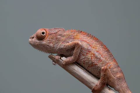 Holdbacks/Individuals: Ambilobe Offspring from "Lahiaivo-vorondolo" (AKA Son Owl) x "Volamena-vovoka" (AKA Gold Dust) - Hatched June/July 2025 - Male #5