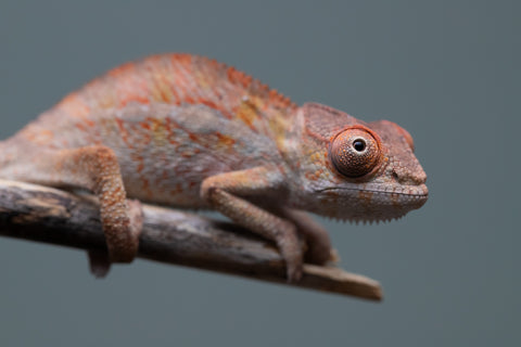 Holdbacks/Individuals: Ambilobe Offspring from "Lahiaivo-vorondolo" (AKA Son Owl) x "Volamena-vovoka" (AKA Gold Dust) - Hatched June/July 2025 - Male #5