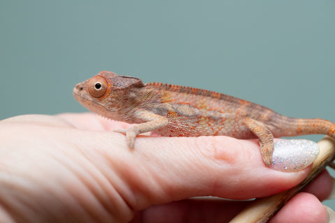 Holdbacks/Individuals: Ambilobe Offspring from "Lahiaivo-vorondolo" (AKA Son Owl) x "Volamena-vovoka" (AKA Gold Dust) - Hatched June/July 2025 - Male #5