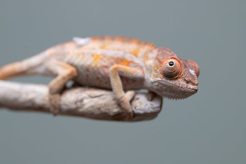 Holdbacks/Individuals: Ambilobe Offspring from "Lahiaivo-vorondolo" (AKA Son Owl) x "Volamena-vovoka" (AKA Gold Dust) - Hatched June/July 2025 - Male #6