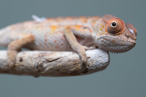 Holdbacks/Individuals: Ambilobe Offspring from "Lahiaivo-vorondolo" (AKA Son Owl) x "Volamena-vovoka" (AKA Gold Dust) - Hatched June/July 2025 - Male #6