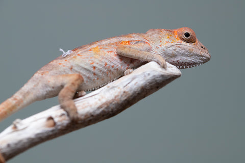 Holdbacks/Individuals: Ambilobe Offspring from "Lahiaivo-vorondolo" (AKA Son Owl) x "Volamena-vovoka" (AKA Gold Dust) - Hatched June/July 2025 - Male #6