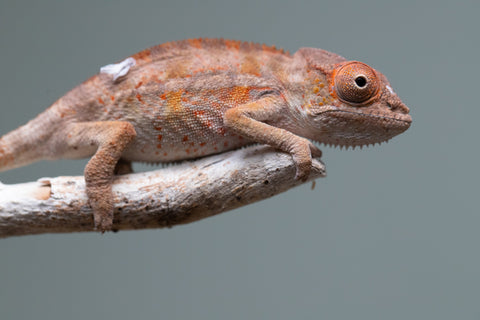 Holdbacks/Individuals: Ambilobe Offspring from "Lahiaivo-vorondolo" (AKA Son Owl) x "Volamena-vovoka" (AKA Gold Dust) - Hatched June/July 2025 - Male #6