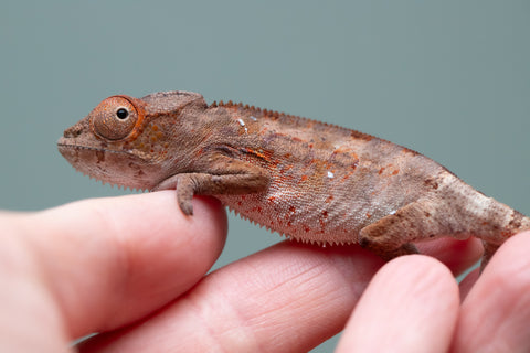 Holdbacks/Individuals: Ambilobe Offspring from "Lahiaivo-vorondolo" (AKA Son Owl) x "Volamena-vovoka" (AKA Gold Dust) - Hatched June/July 2025 - Male #6