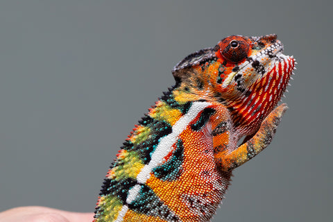 Holdbacks/Individuals: Ambilobe Offspring from "Lahiaivo-vorondolo" (AKA Son Owl) x "Volamena-vovoka" (AKA Gold Dust) - Hatched June/July 2025 - Male #6