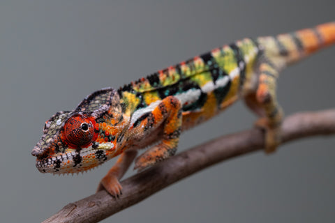 Holdbacks/Individuals: Ambilobe Offspring from "Lahiaivo-vorondolo" (AKA Son Owl) x "Volamena-vovoka" (AKA Gold Dust) - Hatched June/July 2025 - Male #6