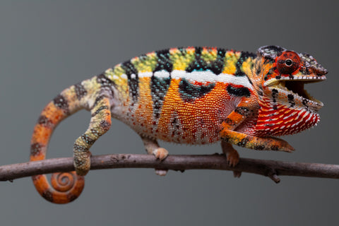 Holdbacks/Individuals: Ambilobe Offspring from "Lahiaivo-vorondolo" (AKA Son Owl) x "Volamena-vovoka" (AKA Gold Dust) - Hatched June/July 2025 - Male #6