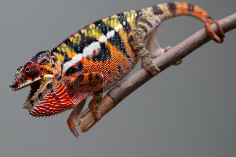 Holdbacks/Individuals: Ambilobe Offspring from "Lahiaivo-vorondolo" (AKA Son Owl) x "Volamena-vovoka" (AKA Gold Dust) - Hatched June/July 2025 - Male #6