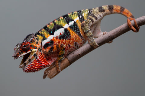 Holdbacks/Individuals: Ambilobe Offspring from "Lahiaivo-vorondolo" (AKA Son Owl) x "Volamena-vovoka" (AKA Gold Dust) - Hatched June/July 2025 - Male #6